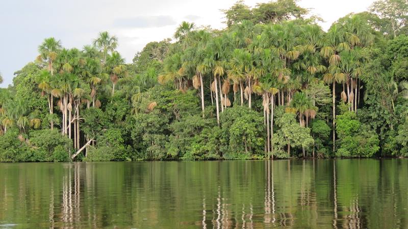 Floresta Amaznica - Manaus - Amazonas - Regio Norte - Brasil