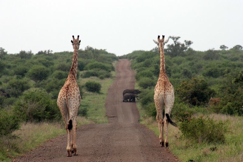 O Parque Nacional de Kruger tem uma rea comparvel ao estado do Sergipe.