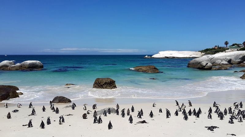 Colnia de pinguins na Boulders Beach, costa leste da Pennsula do Cabo.