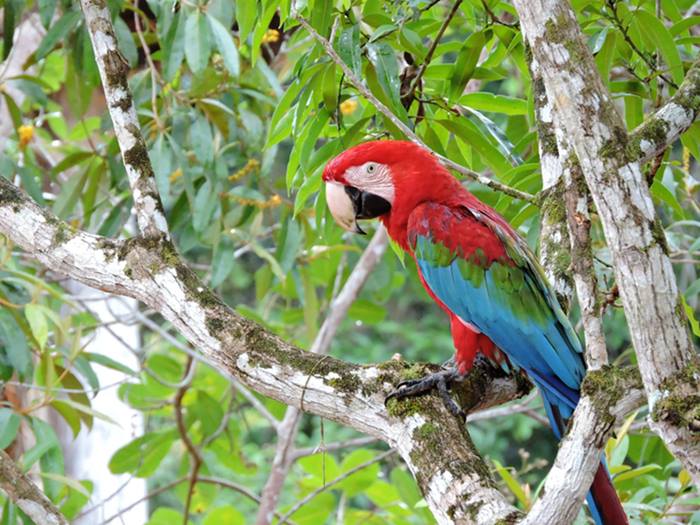 Fauna - Amaznia - Amazonas - Regio Norte - Brasil