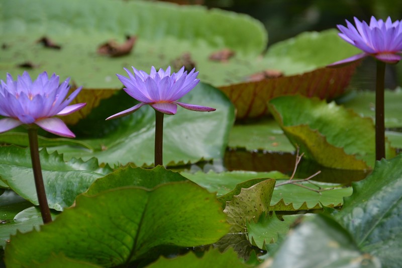 Vitria Rgia - Flora - Amaznia - Amazonas - Regio Norte - Brasil