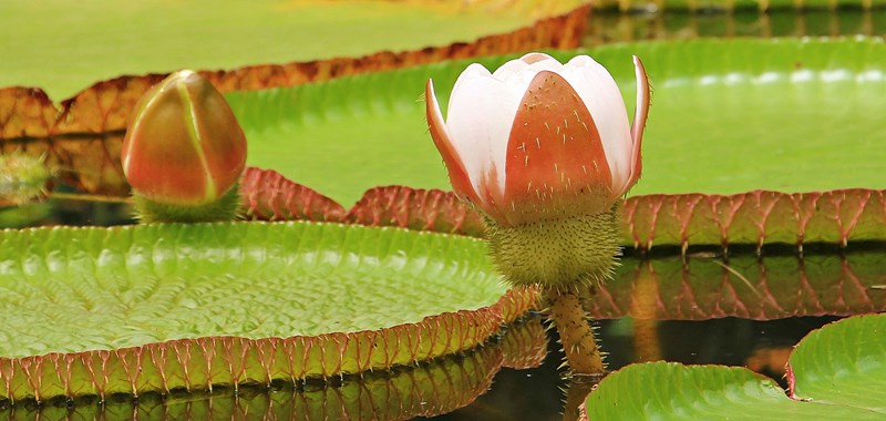 Vitria-rgia - Floresta - Amaznia - Amazonas - Regio Norte - Brasil