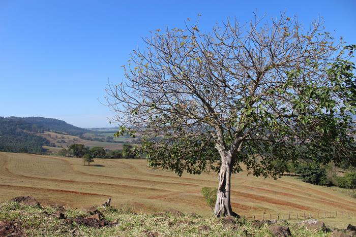 Analndia - Estado de So Paulo - Regio Sudeste - Brasil