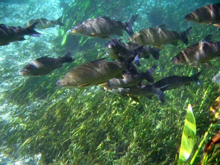 Bonito - Estado de Mato Grosso do Sul - Regio Centro-Oeste - Brasil