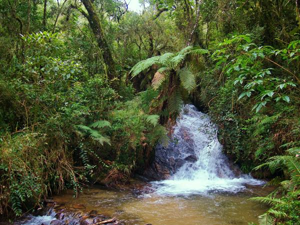 Parque Estadual Campos do Jordo - Horto Florestal - Campos do Jordo - Estado de So Paulo - Regio Sudeste - Brasil