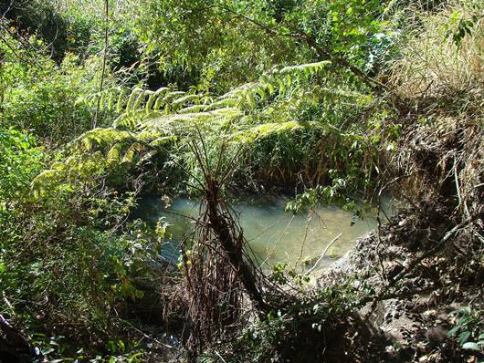 Parque Ecolgico Ezechias Heringer - Guar - Parque do Guar - Crrego Guar - Braslia - Distrito Federal - Regio Centro-Oeste - Brasil