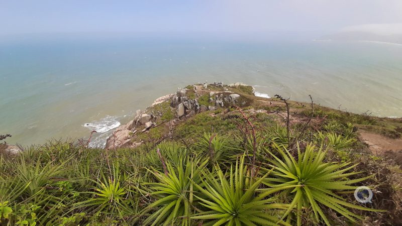 Vegetao nativa - Trilha - Praia do Rosa - Praia Vermelha - Imbituba - Litoral Catarinense - Estado de Santa Catarina - Regio Sul - Brasil