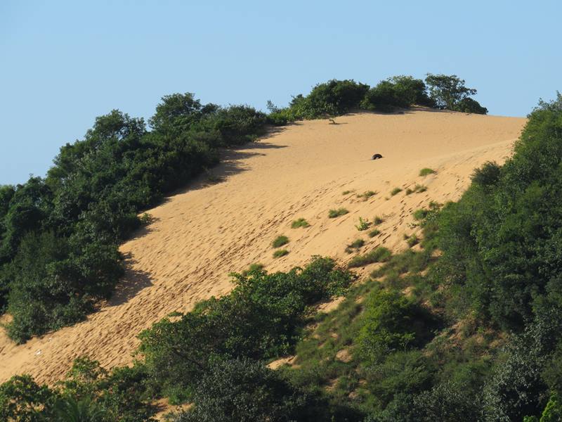 Parque Estadual Dunas de Natal - Parque das Dunas - Natal - Estado do Rio Grande do Norte - Regio Nordeste - Brasil