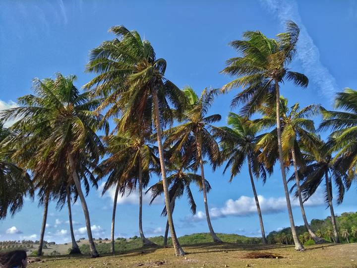 Nsia Floresta - Estado do Rio Grande do Norte - Regio Nordeste - Brasil