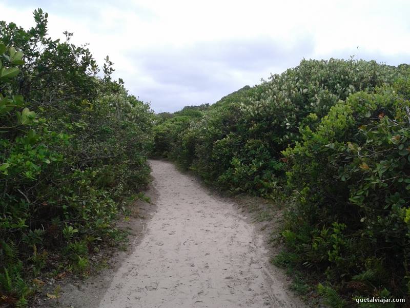 Trilha - Praia Grande - Ilha do Mel - Paranagu - Estado do Paran - Regio Sul - Brasil