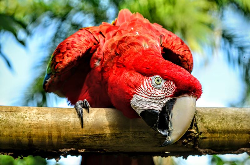 Parque Nacional de Pacas Novos - Estado de Rondnia - Regio Norte - Brasil