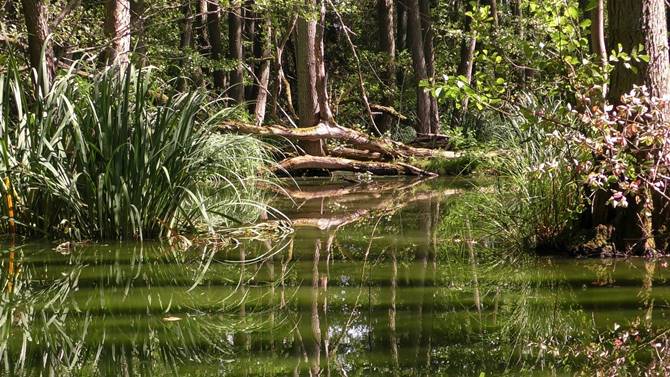 Parque Nacional do Ja - Amaznia Central - Novo Airo - Barcelos - Regio Norte - Brasil