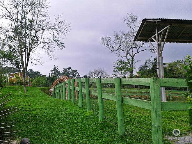 Zoolgico - Zoo Pomerode - Vale Europeu - Estado de Santa Catarina - Regio Sul - Brasil