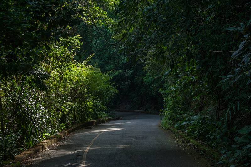 Parque Nacional da Tijuca - Rio de Janeiro - Regio Sudeste - Brasil