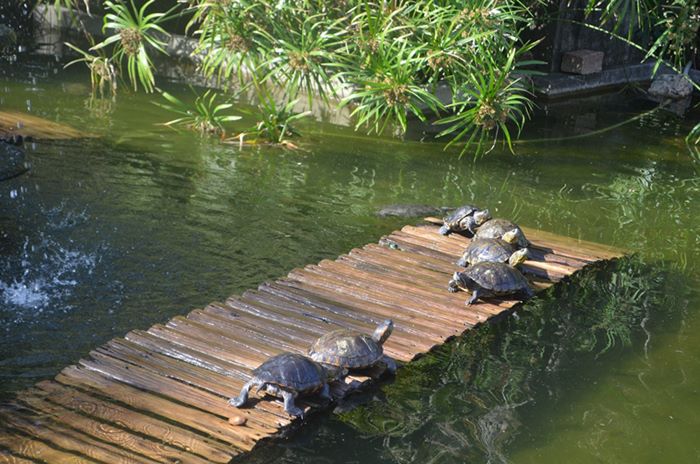 Jardim Botnico do Rio de Janeiro - Estado do Rio de Janeiro - Regio Sudeste - Brasil