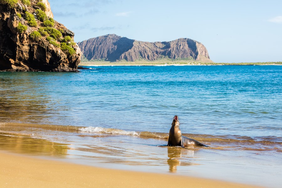 Leo-marinho nas Ilhas Galpagos, um dos destinos mais visitados do Equador. Foto: Diego Delso