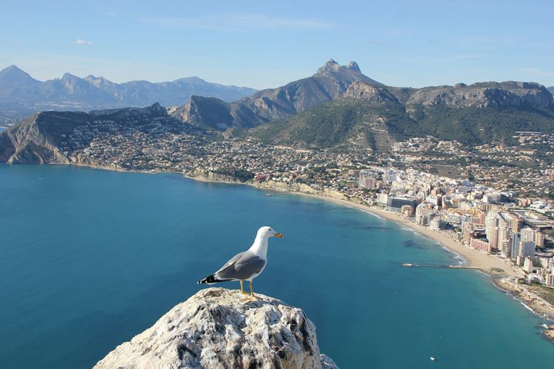 Gaivota em Alicante, Comunidade Valenciana, Espanha