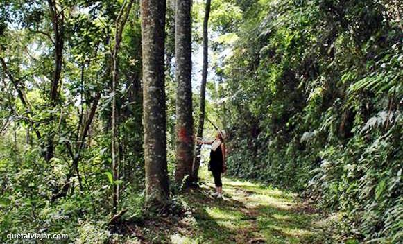 Jardim Suspenso da Babilnia - Santo Antnio do Pinhal - Estado de So Paulo - Regio Sudeste - Brasil