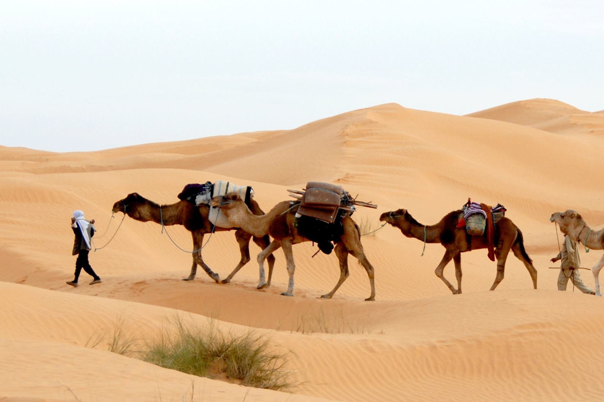 Os passeios de camelo no deserto so uma das atraes mais procuradas pelos turistas na Tunsia.